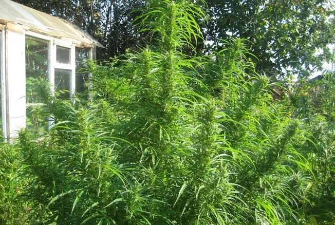 Конопля растущая на огороде марихуана витамин c