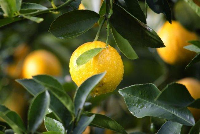 Можно ли вырастить апельсин из косточки и как это сделать в домашних условиях