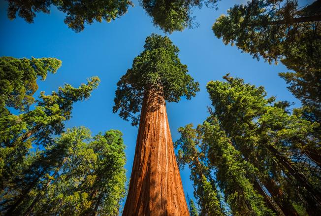 Что влияет на долгую жизнь дерева?
