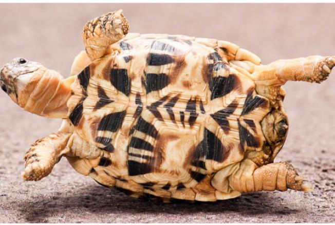 BB.lv: Как черепахи переворачиваются со спины