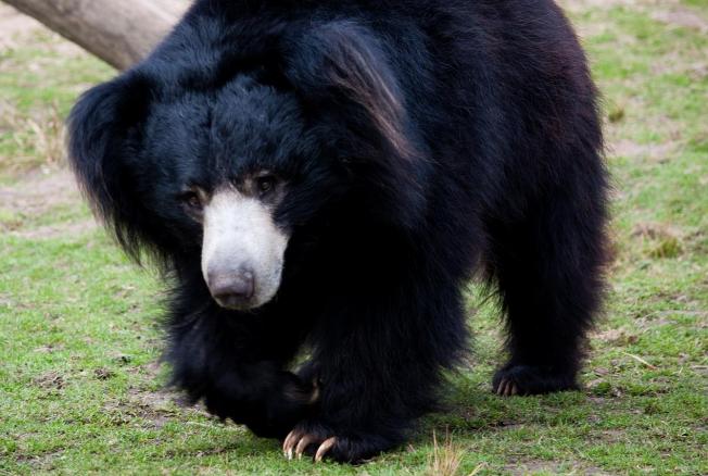 BB.lv: Самый опасный медведь в мире устроил крутую погоню
