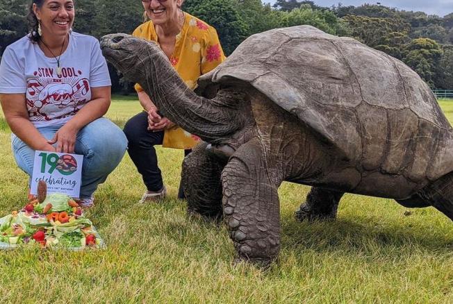 BB.lv: Старейшая в мире черепаха Джонатан отметила свое 190-летие