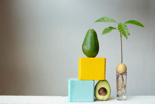 Как вырастить авокадо в домашних условиях - Лайфхакер