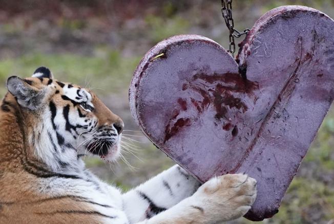 BB.lv: Животные наслаждаются угощениями ко Дню святого Валентина в  сафари-парке