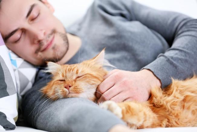 К чему снятся кошки? — сонник: кошки во сне | бородино-молодежка.рф