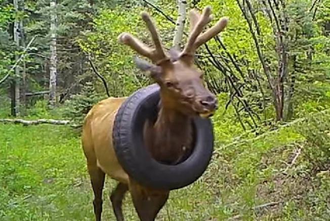 En EE.UU., un ciervo vivió dos años con un neumático de coche en el cuello