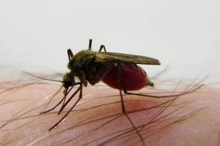 20-секундный трюк, который поможет избавиться от зуда после укуса комара