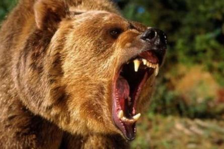 СМИ: соседские медведи перебираются в Латвию