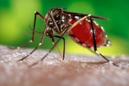 Жуть! ГМО-комары и клещи: американцы готовят биологическую атаку на русских