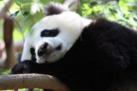 Посетители зоопарка забросали панду камнями (+ВИДЕО)