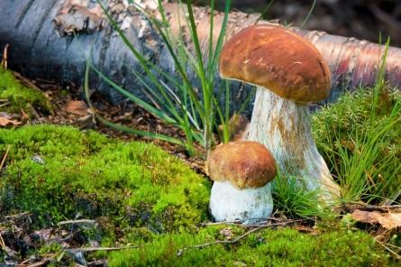 Под Москвой установили Мировой рекорд по сбору грибов