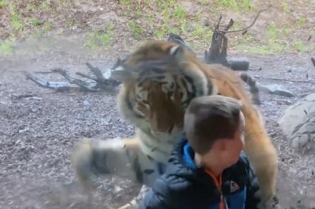 В Дублине отец снял на видео, как тигр бросился на его сына в зоопарке (видео)