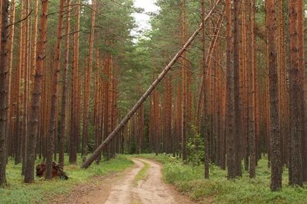 ЛВМ: развитие лесной отрасли в Латвии тормозят внешние факторы