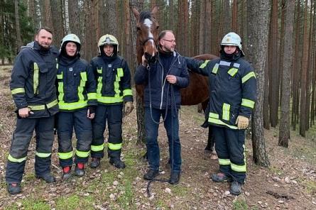 Латвийские пожарные провели операцию по спасению лошади