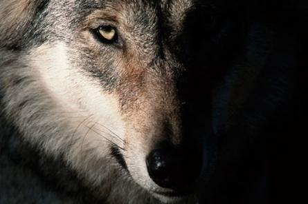 Что делать, если вы в латвийском лесу встретили волка?