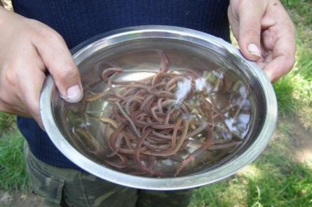 Прорыв латвийской науки: жители на шаг ближе к поеданию червей