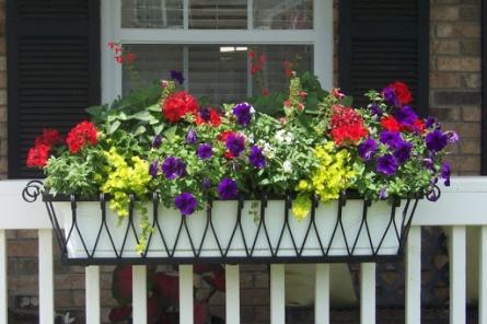 Какие цветы посадить на балконе: ТОП–5 неприхотливых растений