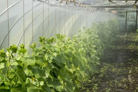 Как поливать огурцы, перцы и другие овощи: правила огородника