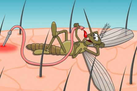 Почему одних людей комары кусают больше чем других
