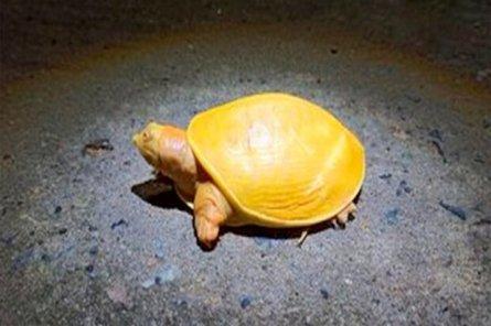 В Индии нашли желтую черепаху-альбиноса