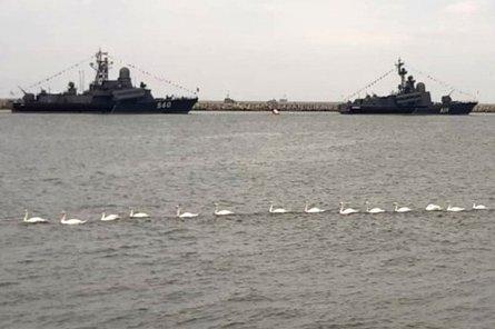 Лебеди в Балтийске устроили "военно-морской парад" (+ВИДЕО)