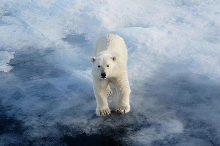 Белых медведей в Арктике будут считать с самолетов