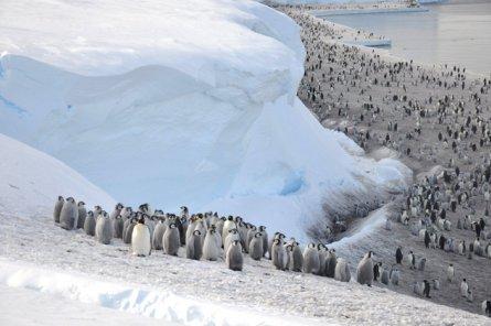 В Антарктиде нашли ранее неизвестные колонии пингвинов