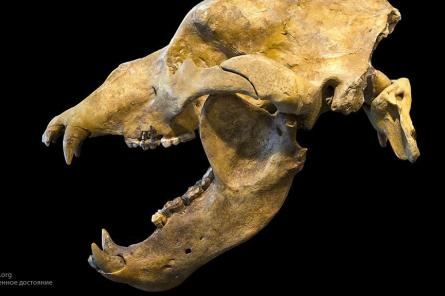 Мумию вымершего 15 тысяч лет назад медведя нашли в Якутии