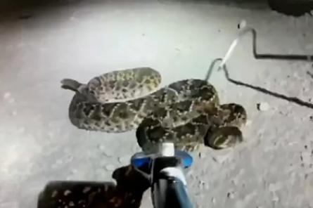 Смертельно опасная змея приняла опытного дрессировщика за еду и укусила его