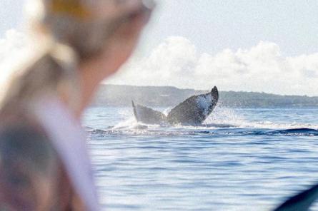 Горбатый кит заставил туристов визжать от страха и молиться (ВИДЕО)