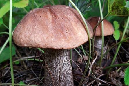 То, что вы о них не знали: чудеса, на которые способны грибы