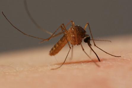 Когда комары переносят больше паразитов малярии