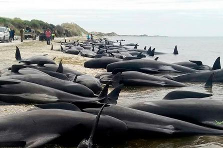 В Новой Зеландии более 120 дельфинов выбросились на берег