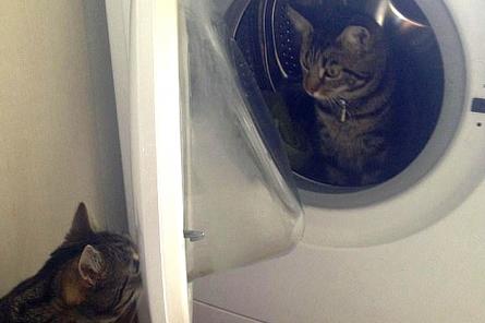 Кот запер свою подружку в стиральной машине после ссоры