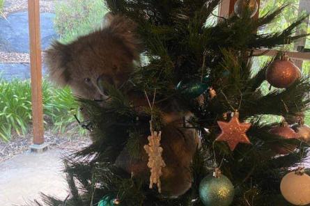 Коала решила украсить собой рождественскую елку