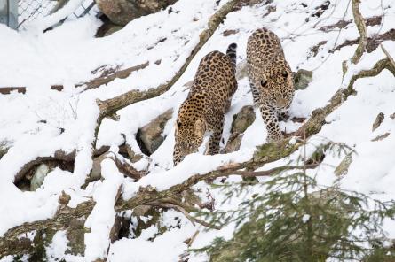 Швеция и Россия обмениваются леопардами