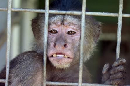 Неизвестные герои науки: все лабораторные обезьяны в NASA были убиты в один день