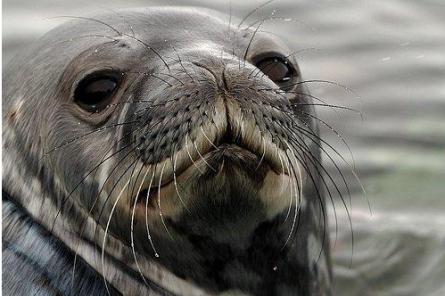Обнаружено впервые: антарктические тюлени умеют издавать ультразвук под водой