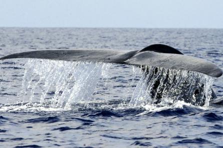 Ученые нашли новую популяцию синего кита