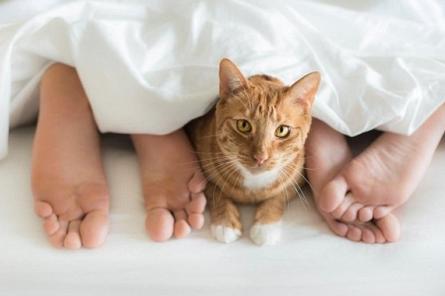 Почему кошка любит спать в ногах у человека