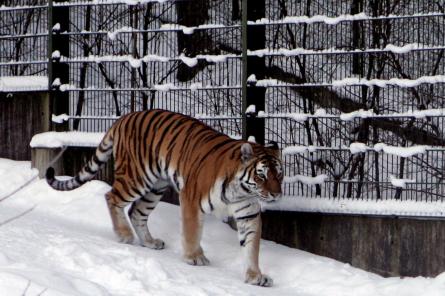 Выходные в Риге: тигр на расстоянии вытянутой руки, лыжи и одинокий саксофонист