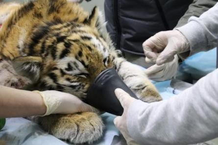 Врачи спасли тигрёнка, пострадавшего при нападении взрослого хищника-сородича