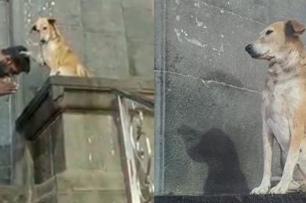 Бродячий пес стал «Благословлять» посетителей храма в Индии