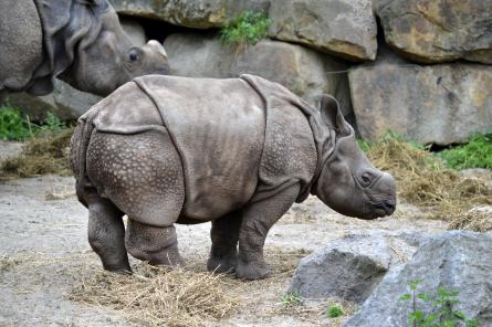 Детеныш редкого вида носорога впервые родился в самом старом зоопарке Польши