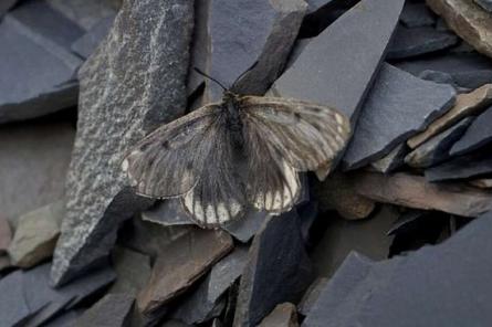 В Якутии обнаружили новый подвид редкой арктической бабочки