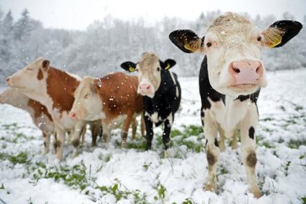 Учёные Новосибирска выведут идеальную породу устойчивых к морозам коров