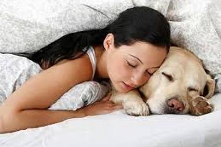 Учёные рассказали о пользе сна с собакой