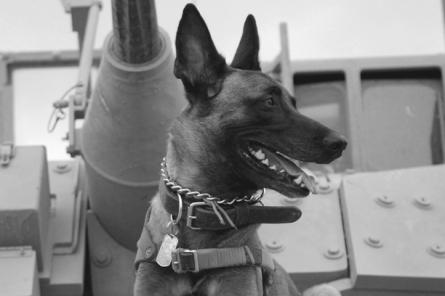 Немного истории: животные на войне - противотанковые собаки и мышиные бомбы...