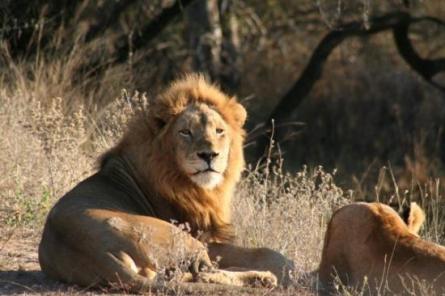 В Африке лев решил присоединиться к пикнику туристов