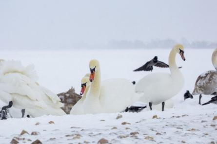 В Латвии высокопатогенный птичий грипп обнаружен еще у четырех диких птиц